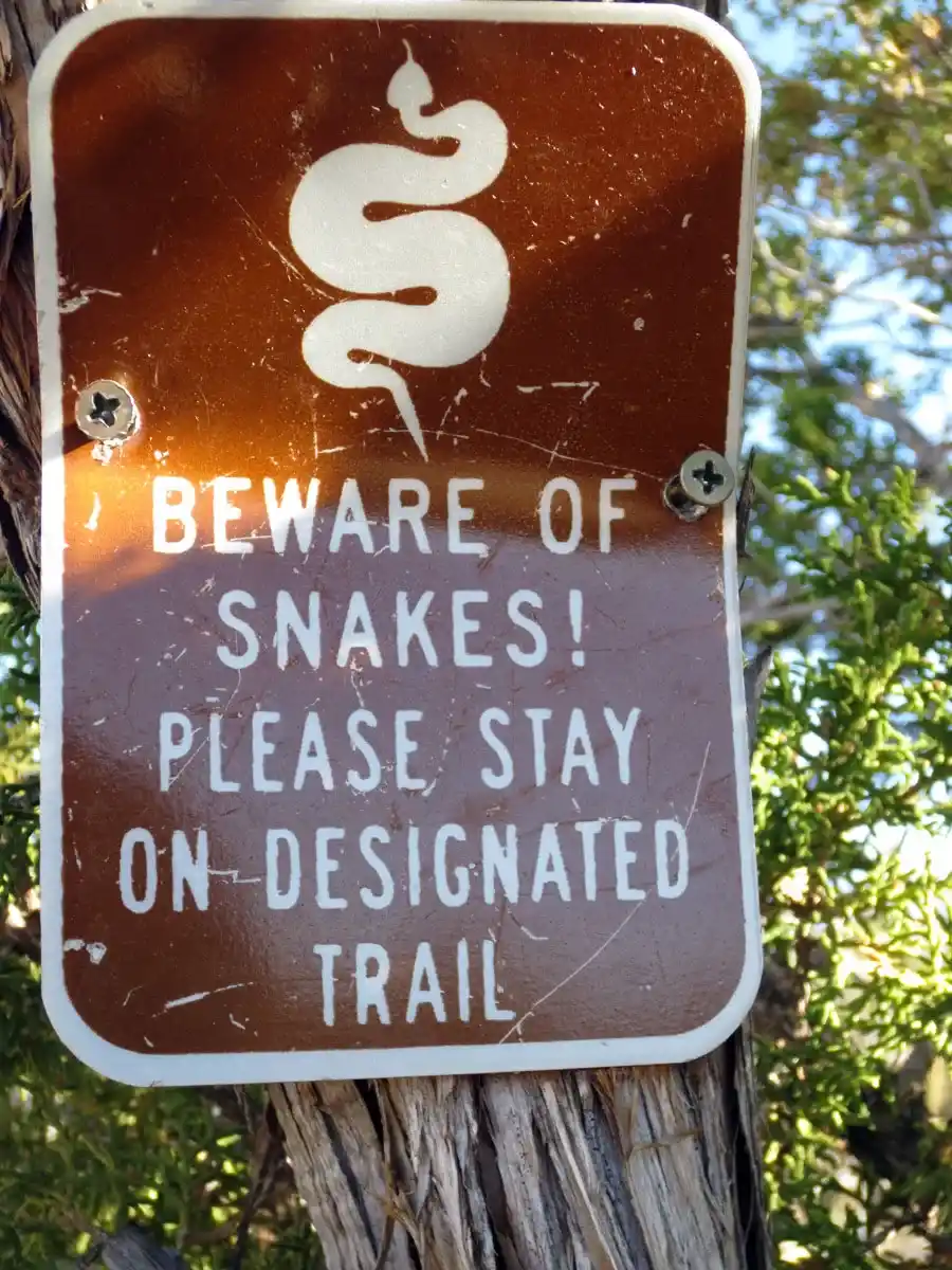 Snakes by Susan Fluegel